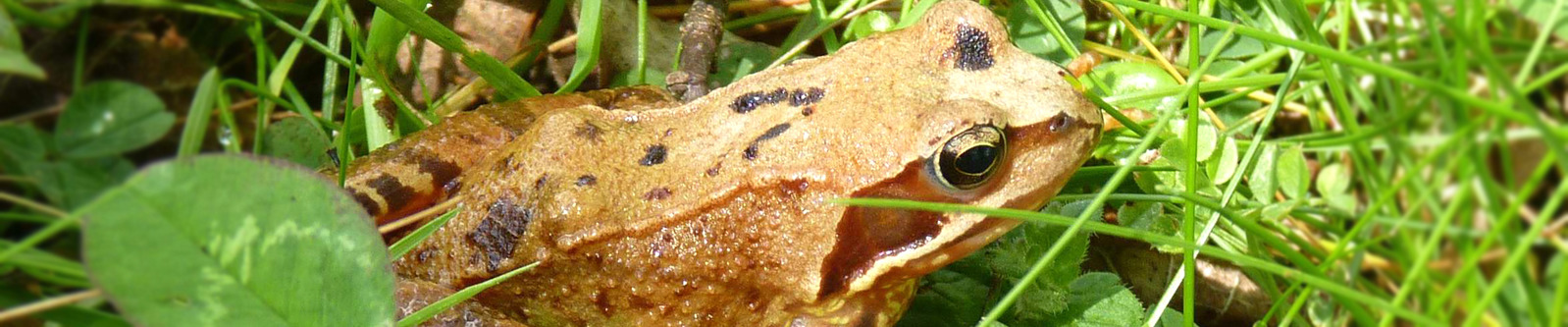 Géologie flore Faune Trizac