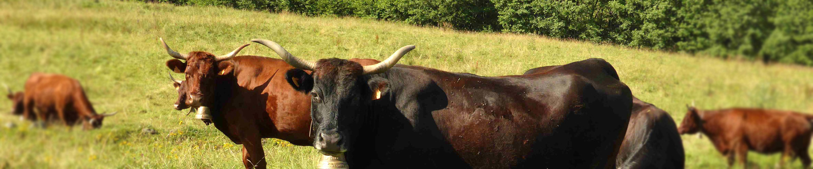 Trizac Cantal Auvergne