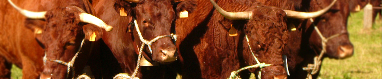 Trizac Cantal Auvergne