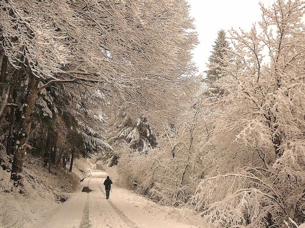 Balade dans le bois du Marilhou