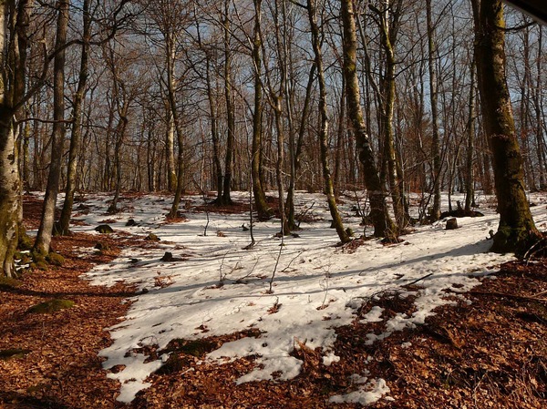 Bois du Cournil