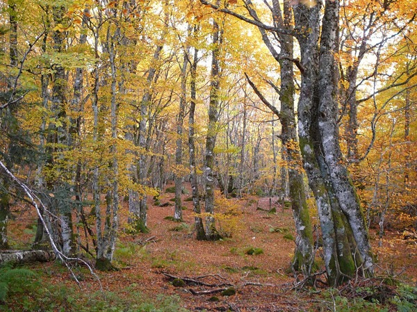 Bois du Cournil