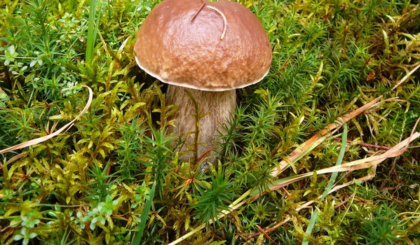 Balade dans le Bois du Marilhou