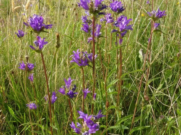 Campanule agglomérée