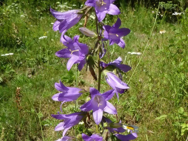 Campanule gantelée