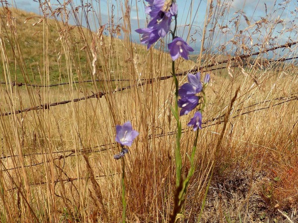 Campanule à feuilles lancéolées