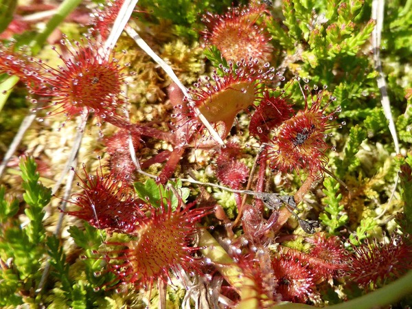 Drosera à feuilles rondes