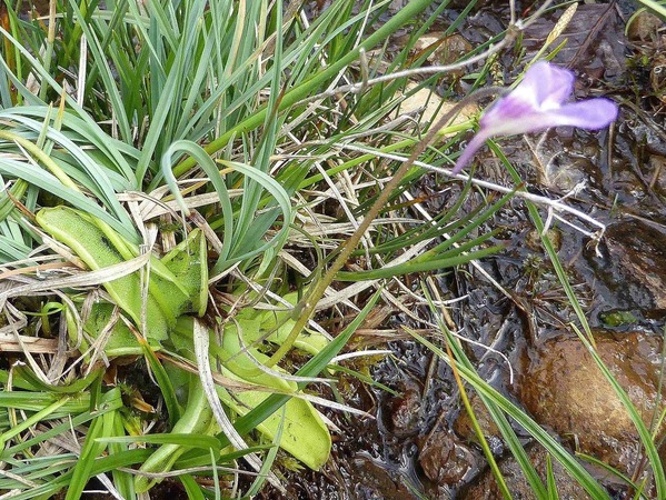 Grassette à grandes fleurs