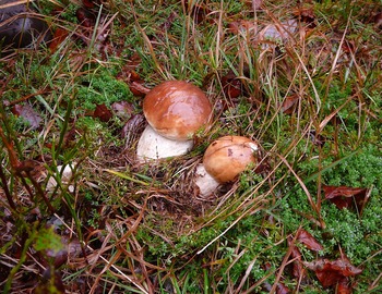 Miam-miam, les bons cèpes de nos bois