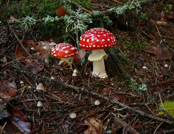 L’amanite tue-mouche est très belle et elle annonce souvent les cèpes parce qu’elle est bien visible & qu’il est fréquent de trouver des cèpes à proximité, mais ne la touchez pas, elle est très toxique !