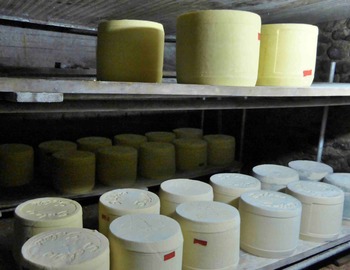 Puis les fromages sont affinés en cave, essuyés & tournés régulièrement. Il faut au minimum 1 mois de maturation pour obtenir un Cantal jeune, de 3 à 4 mois pour un Cantal entre-deux, au-delà, le Cantal ser