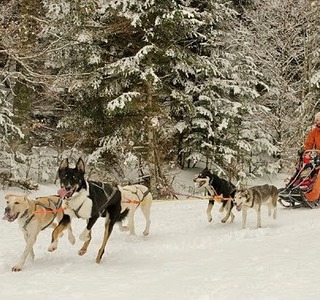 Chiens de traineaux