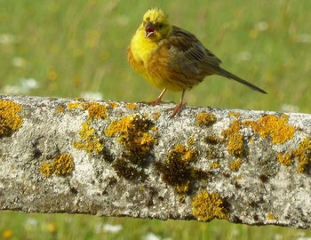 Bruant jaune