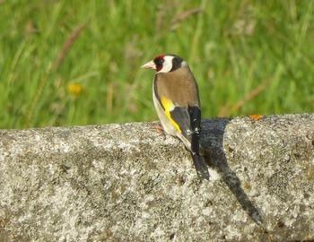 Chardonneret élégant