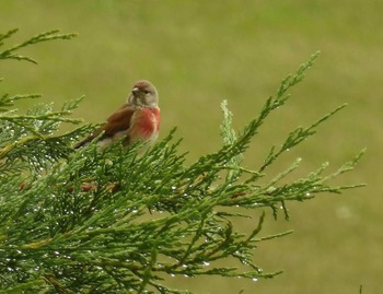 Linotte mélodieuse